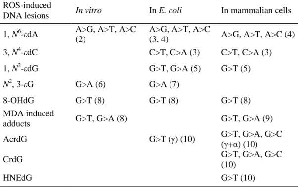 Table 1.1 Single-base changes induced by ROS related DNA adducts in the site-directed  mutagenesis experiments