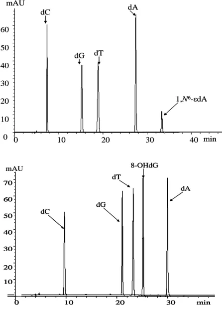 Figure 2.5 The chromatogram of LC purification for 1,N 6 -εdA and 8-OHdG by UV  detector dCdGdT dA 1,N 6 -εdA010203040 minmAU0102030405060dCdGdTdA1,N6-εdA010203040minmAU0102030405060min010203010203040506070min010203010203040506070dCdGdTdA8-OHdGmAUmin010203
