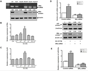 Figure 3: Estrogen induces p53 and miR-23a expression in SNU-387 cells. A. Endogenous mRNA and protein expression of estrogen receptor ERα was assessed in liver cell-lines