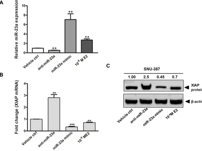 Figure 4: Gain of function and loss of function analysis on the expression of miR-23a and its effect on X-linked inhibitor of apoptosis protein (XIAP) expression in SNU-387 cells