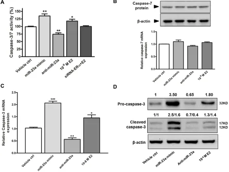 Figure 5: Effects of miR-23a on caspase-3/7 activity and apoptosis in SNU-387 cells. A