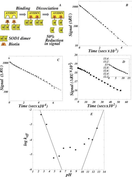 Figure 2.2: The dimer dissociation rates of SOD1 measured by SPR. 