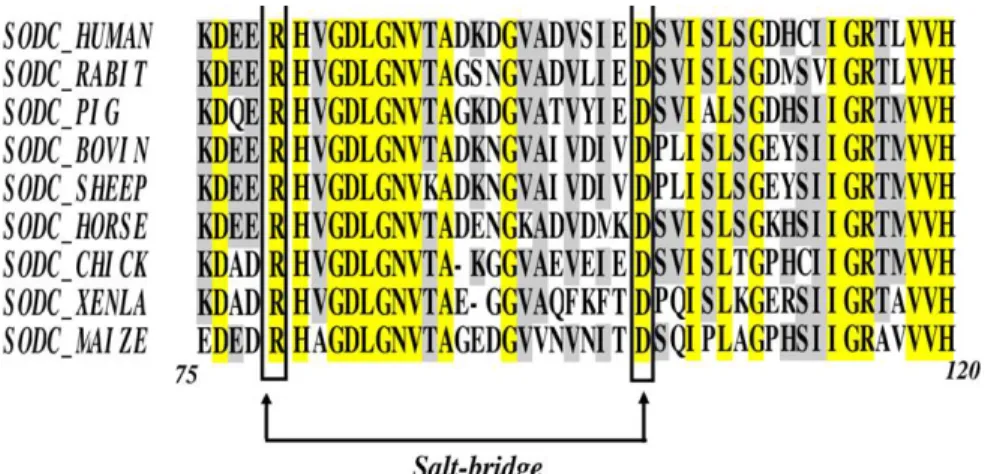 Figure S3: Sequence alignment of SOD1 sequences. A portion of the sequence alignment of  linkage between Arg79 and Asp101