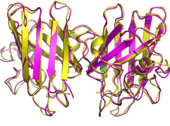 Figure 3.3 Superimposition of SOD1 structures. Structural identity is seen between solved  crystal structures of A4V (1UXM, pink) and the modeled structure (yellow)
