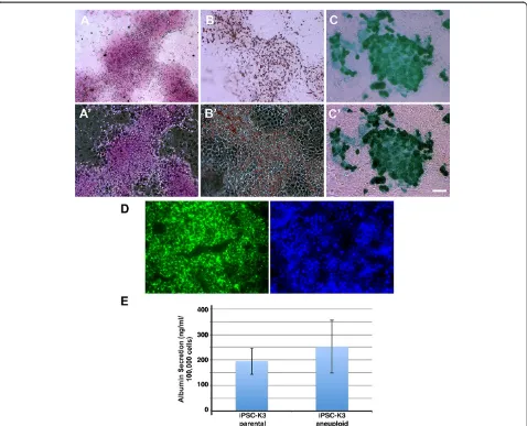 Figure 4 Identification of basic hepatocyte functions in cells derived from iPSC-K3aneuploid cells