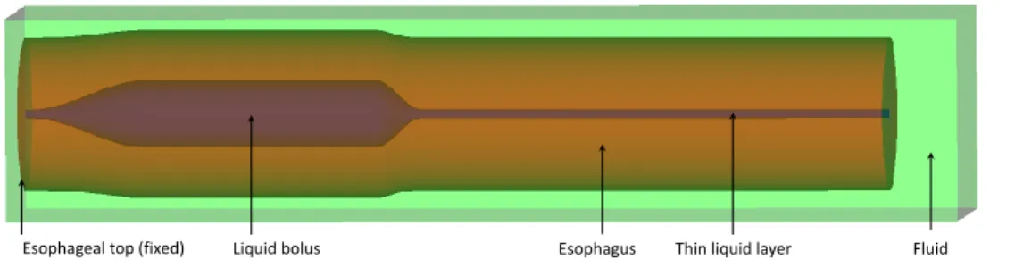 Fig. 4. Schematic of the computational domain for the esophageal transport model.