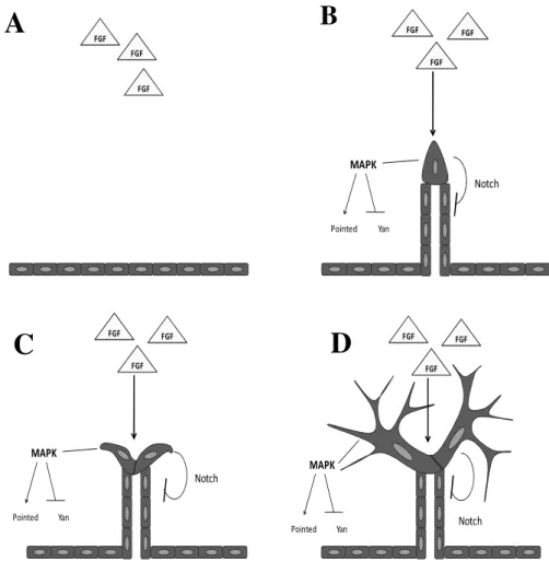 Figure 4. Schematic representation of branching morphogenesis in Drosophila tracheal development