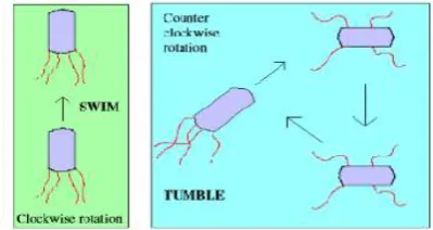 Figure 1 Swim and tumble of a bacterium 