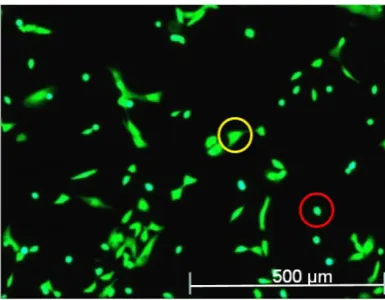 Figure 3.8. Cells morphological appearance: examples of round-shape cell (red circle) and well adherent 