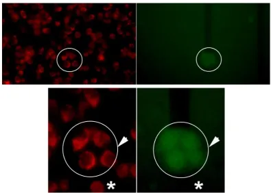 Figure 3.20. Fluorescence micrographs of HeLa cells electroporation with Lucifer Yellow (0.5 mM): (Left) 