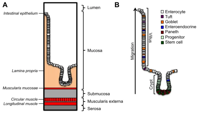 Figure 1.1: The anatomy of the small intestine. (A) The small intestine is composed of four layers  organized in a concentric manner (B) The intestinal epithelium consists of a columnar  epithelial  monolayer organized into microstructures termed crypts an