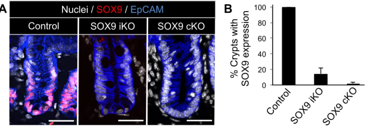 Figure 2.7: SOX9 is efficiently ablated in SOX9 cKO  and SOX9 iKO  mouse models. (A)  Representative confocal images of SOX9 immunofluorescence used to assess the ablation  efficiency of conditional and tamoxifen dependent inducible SOX9 knockout