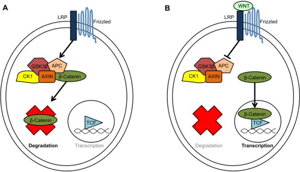 Figure 1.4: Canonical WNT signaling. The transcription of WNT target genes depends on the  availability of the transcriptional co-factor β-catenin
