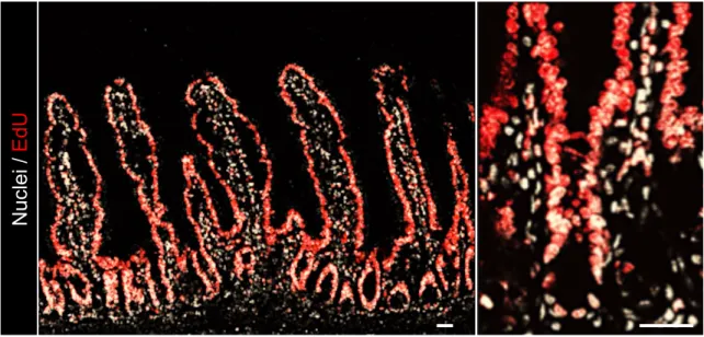 Figure 2.4: Nearly complete EdU-labeling of the epithelium following 28 days of EdU 