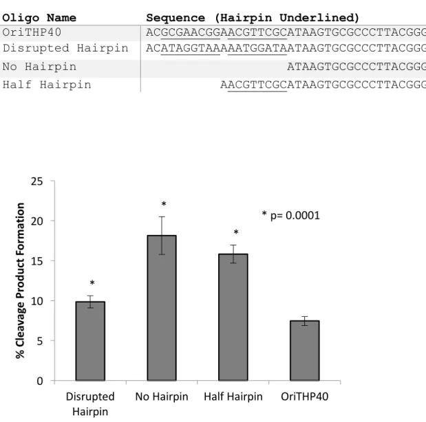 Table 4.1. Altered Hairpin Oligonucleotides  	