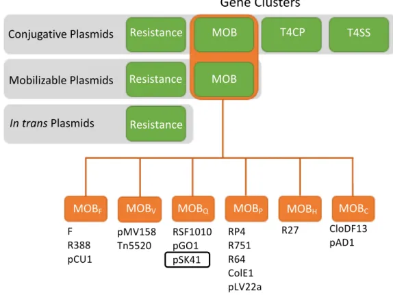Figure 1.2. Classification of Plasmids and MOB Genes 