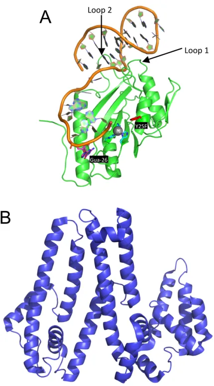 Figure 1.4. NES Structure from S. aureus pSK41 