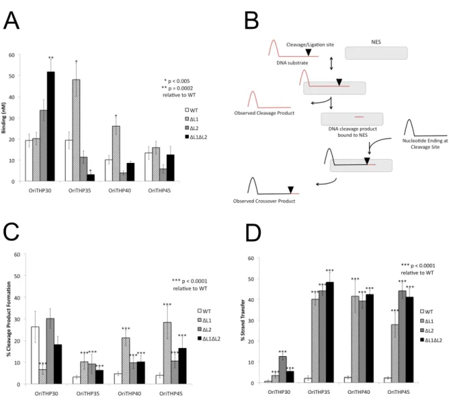 Figure 2.3. Functional Analysis of NES Loop Deletion Mutants 