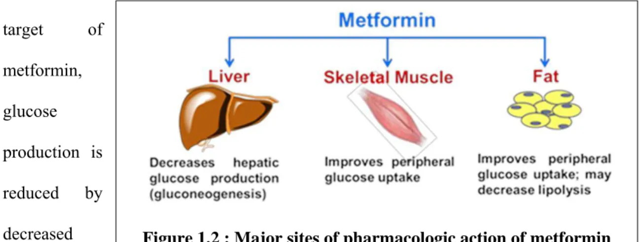 Figure 1.2 : Major sites of pharmacologic action of metformin  effects, both drugs were eventually withdrawn from the market due to a severe side  effect, namely lactic acidosis