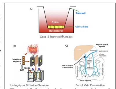 Figure 1.5: Intestinal absorption models used  in the current study. Adapted from Dufek 2011