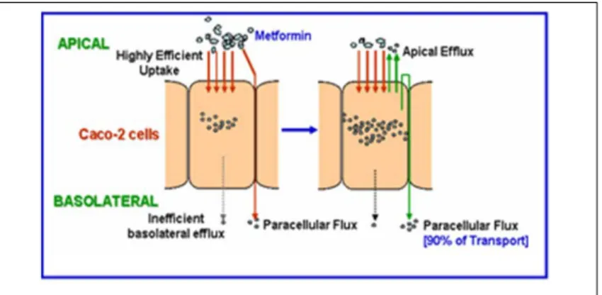 Figure 1.6: Metformin uptake and transport in  Caco-2 cell monolayers 