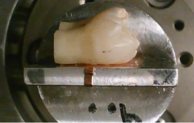 Figure  6.  The  sample  was  affixed  to  an  aluminum  planchet  and  held  it  with  a  copper  tape  for  evaluation on environmental scanning electron microscopy