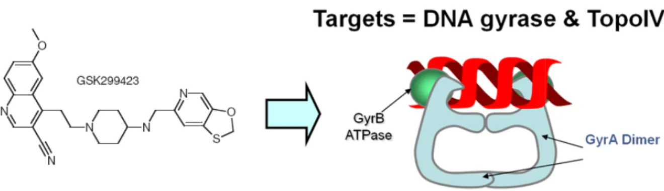 Figure 2.1a.2: The novel GSK antibiotic series target bacterial topoisomerase IIA (DNA  gyrase and topo IV)