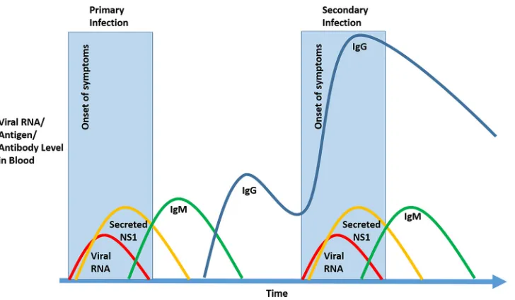 FIG 1 Schematic proﬁles of dengue viremia, NS-1, and anti-dengue IgM and IgG in blood during primary andsecondary dengue infections over time.