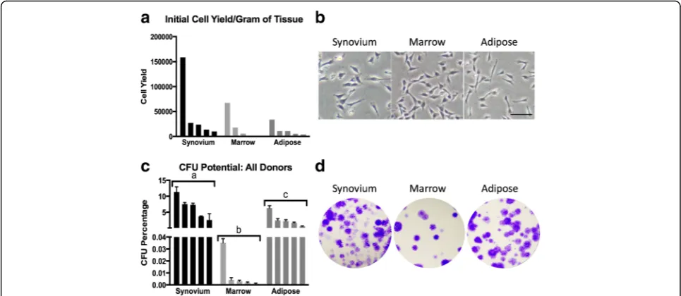 Fig. 1 Initial cell isolation and colony forming unit (CFU) potential. Synovium, marrow, and adipose tissues were obtained from five canine donorspresenting for rupture of the cranial cruciate ligament