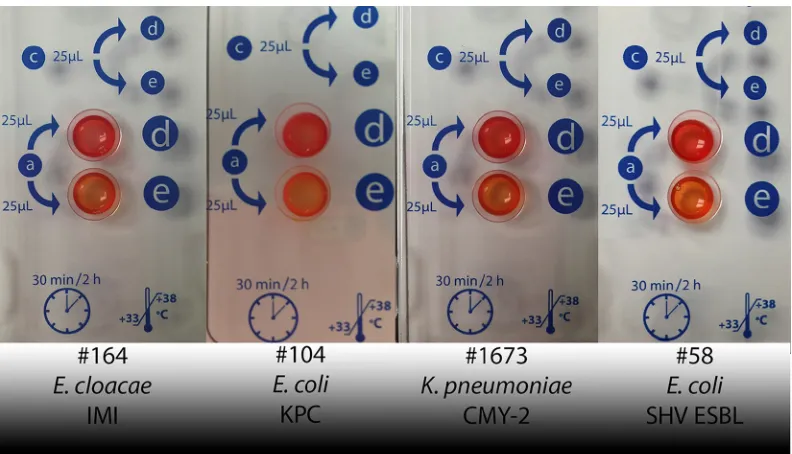FIG 2 Representative photos of difﬁcult-to-interpret Rapidec Carba NP test results. Well d is the test control and e is the testthe correct test interpretation is positive, which means that they exhibit signiﬁcant color variations