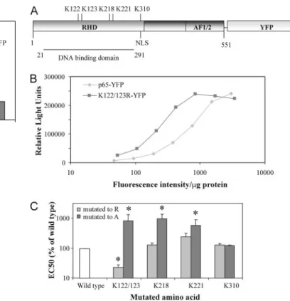 FIGURE 2. A, schematic representation of the p65-YFP fusion protein. Five acetylation sites in the DNA-binding domain are indicated as well as the Rel homology domain (RHD), the activating function 1/2 domain (AF1/2), and the nuclear localization signal (N