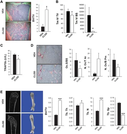 Figure 4: Clodronate liposome treated mice had increased bone volume in an intratibial tumor model in vivo