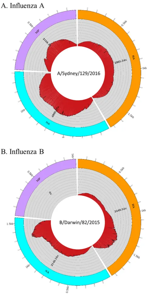FIG 3 NGS analysis results generated from FluLINE. Inﬂuenza virus samples processed at WHOCC-Melbourne were sequenced on the Ion Torrent PGM platform, and data were analyzed using thenewly developed FluLINE pipeline described in this study