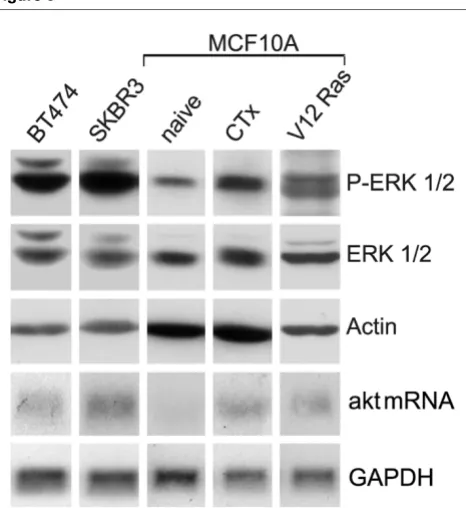 Figure 3Next, we investigated whether PI3K was again a primaryresponder to the action of GBP and whether negation of akt