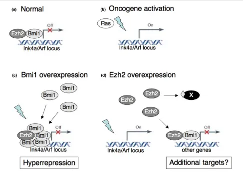 Figure 5Model for the different oncogenic roles of EZH2 and BMI1Model for the different oncogenic roles of EZH2 and BMI1