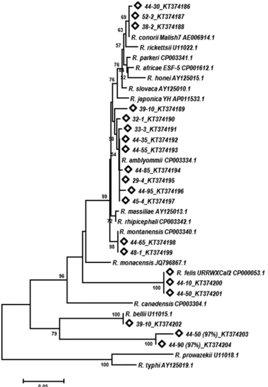 FIG 3 Neighbor-joining tree showing phylogenetic relationships of partial 23S-5S IGS sequences of known Rickettsia species taken from the NCBI database and sequences amplified from D