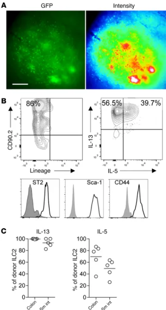 Figure 3. ILC2 evaluation in tissues after transplant. (A) Fluorescence  microscopy of B6-GFP ILC2s in PPs 12 days after BMT; GFP imaging (left)  and signal intensity (right)