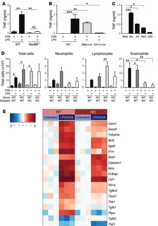 Figure 5. TNF from CD11c +  macro- macro-phages acts on radioresistant AECs to  reprogram them and promote allergic  sensitization