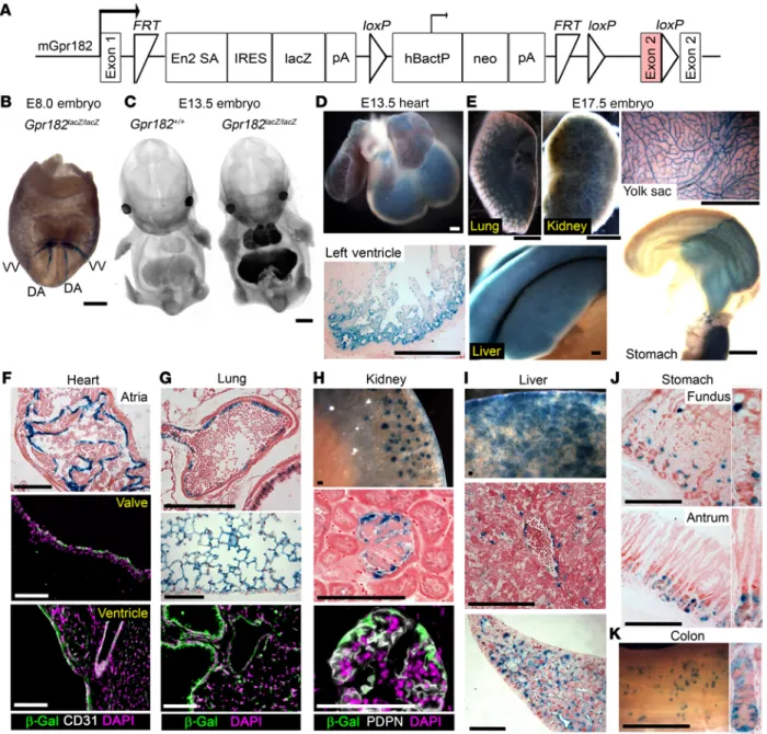 Figure 1. Murine Gpr182 expression profile during development and adulthood. (A) Targeting vector of the Gpr182 tm2a(KOMP)Wtsi/+  lacZ reporter mouse model  (29, 62, 63)