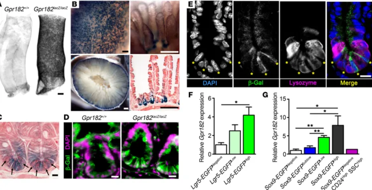 Figure 2. Gpr182 is enriched in CBC ISCs. (A) Optical projection tomography of X-gal–stained optically cleared duodenum from Gpr182 +/+  and Gpr182 lacZ/lacZ  adult  mice