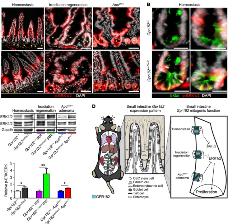 Figure 7. Reduced Gpr182 leads to elevated ERK1/2 signaling upstream of the hyperproliferative intestinal crypt microenvironment