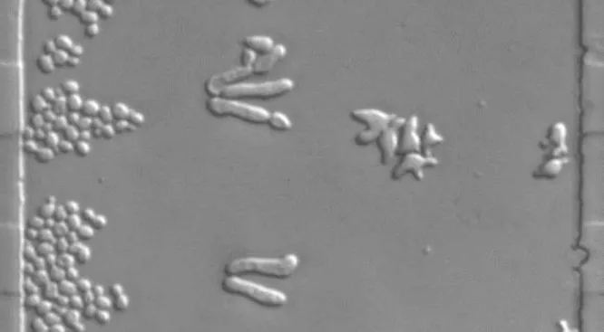 Fig. 1.2 Budding Yeast in Different Mating States. BAR1 yeast cells inside our microfluidic  chamber with a 0-150 nM pheromone gradient
