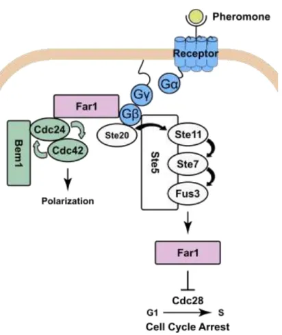 Fig. 1.3 Pathway Diagram for the Mating Pathway. Receptor and its coupled G protein are  shown in blue