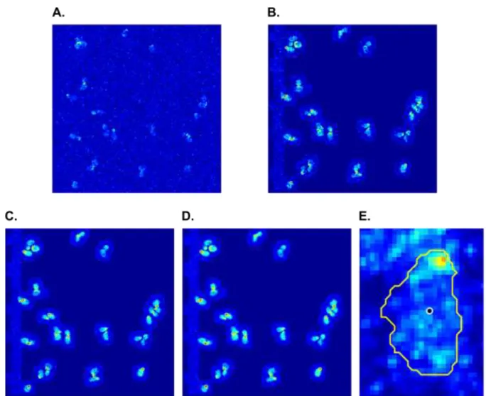Fig. 2.2 Segmentation process for cells. (A) Raw GFP images (B) Image with DIC mask  applied