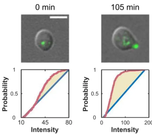 Fig. 2.3 Representative Cell Before and After Polarity Establishment and its Deviation  from Uniformity