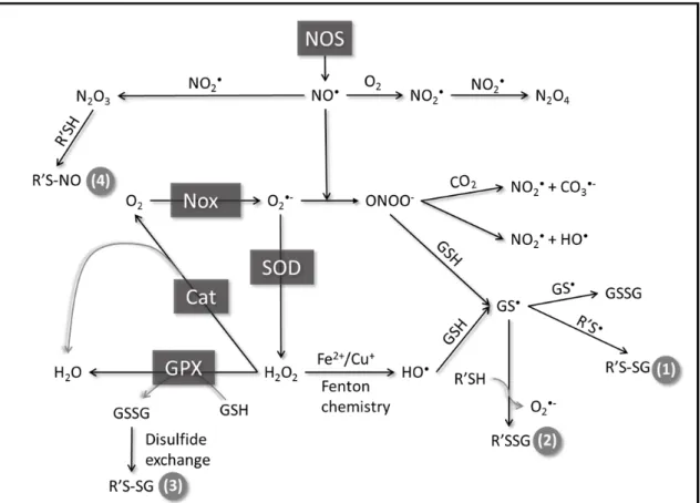Figure 2. Generation and interconversion of ROS and RNS in cells 