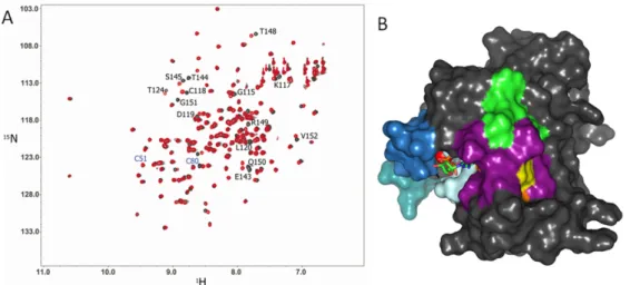 Figure 5. 2D NMR  1 H- 15 N HSQC comparison of Ras WT  and Ras SSG .  