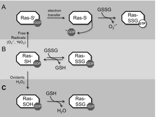 Figure 8. Modification of Ras by glutathione can proceed by three different mechanisms