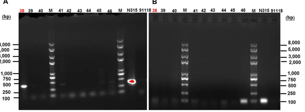 FIG 3 PCR amplicons of theN315 and MSSA strain 91118 were used as the controls. Lanes 38, 39, and 40 were isolated from specimen 38; lanes 41, 42, and 43 were isolated from specimen MREJ region (A) using the primer pair rjmec and ORFX1r and mecA (B) for co