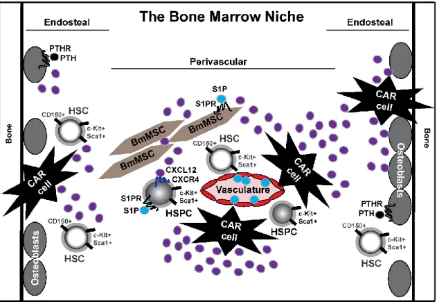 Figure 1.1. The bone marrow niche. The bone marrow is categorized into two regions: 